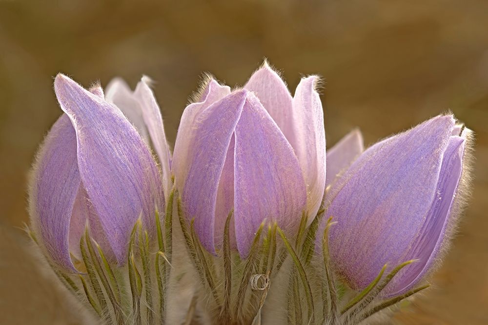 Canada-Manitoba-Mars Hill Wildlife Management Area Close-up of prairie crocus flowers art print by Jaynes Gallery for $57.95 CAD